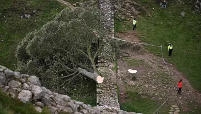 Tarihi Robin Hood ağacını kestiler: İki kişi cezalandırıldı