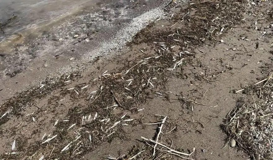 Keban Baraj Gölü’nde binlerce ölü balık kıyıya vurdu 1 Keban Baraj Gölü’nde binlerce ölü balık kıyıya vurdu 1
