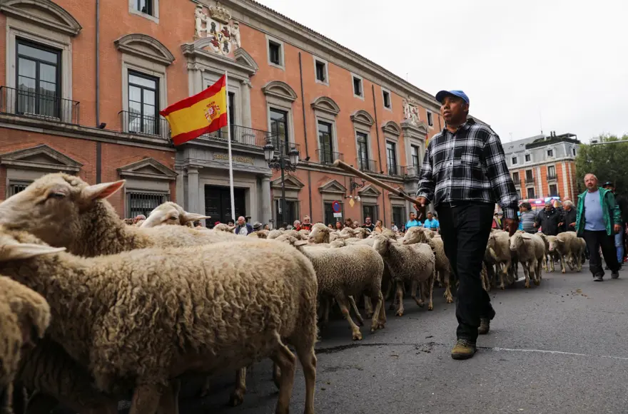 Madrid'de koyunlar şehre indi Madrid'de koyunlar şehre indi
