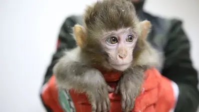 Sınır kapısında 3 makak maymunu ele geçirildi