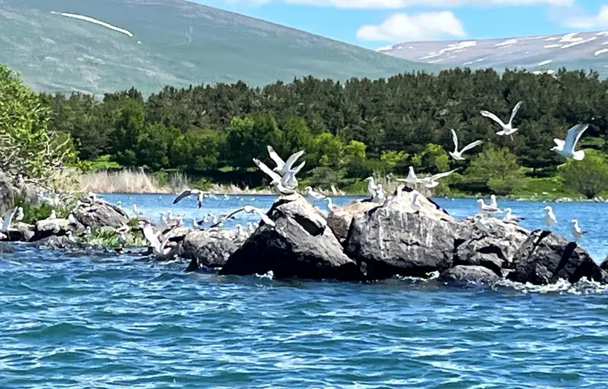 Çıldır Gölü, kuş cennetine döndü 3