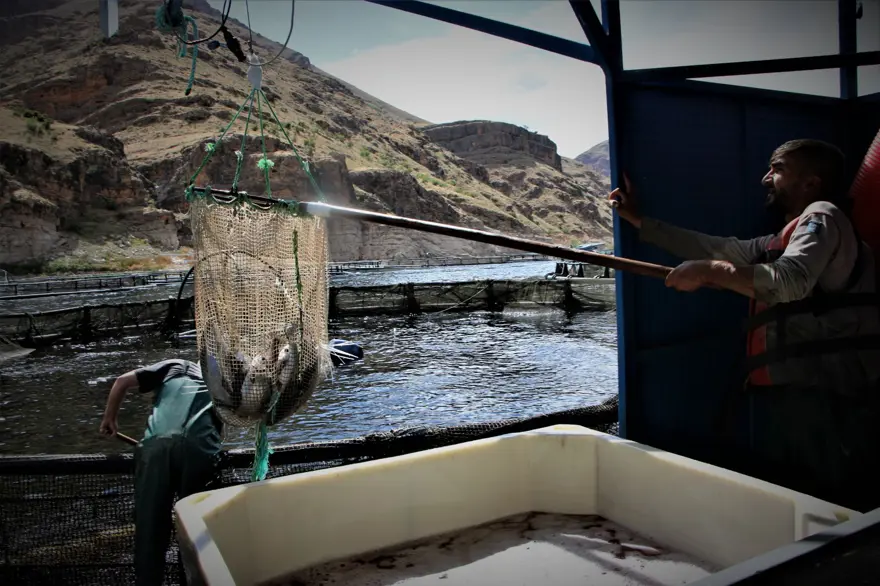 Elazığ'dan dünyaya Türk Somonu 7