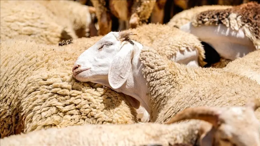 1 - Kurban kesim vakti ne zaman başlar ve biter? 1