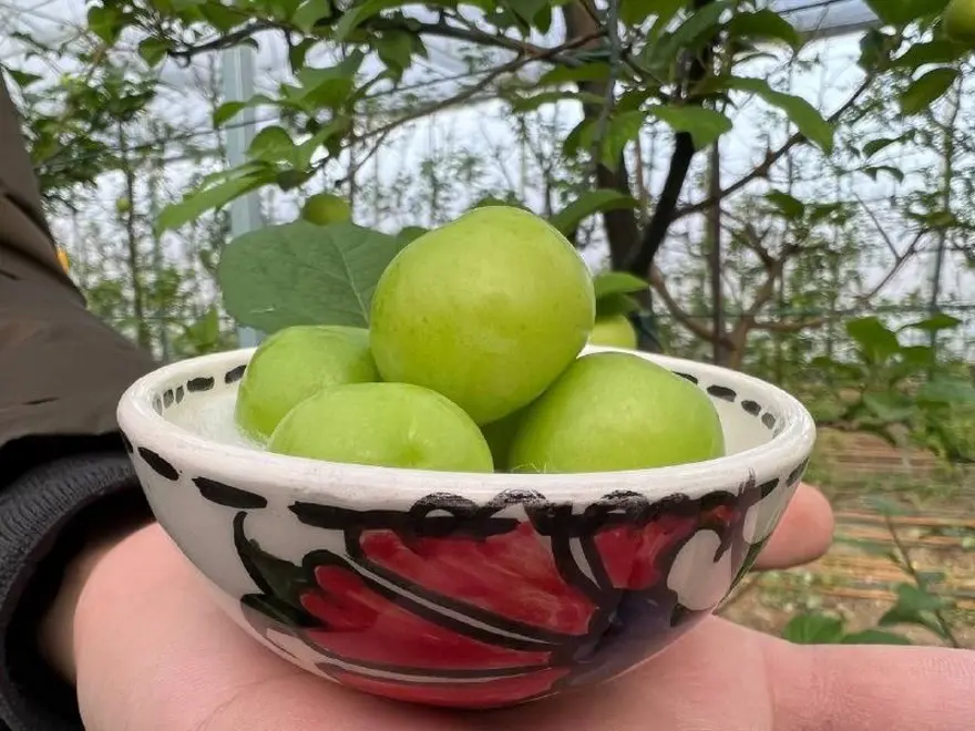 Arap şeyhlerine kilosu 2 bin liradan erik 2 Arap şeyhlerine kilosu 2 bin liradan erik 2
