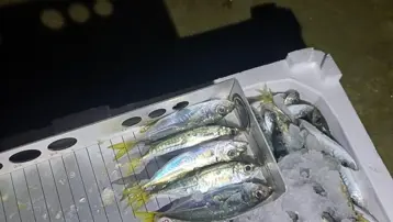 Balıkçıda denetim: Binlerce kilo istavrite el konuldu