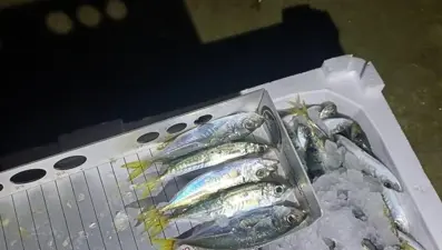 Balıkçıda denetim: Binlerce kilo istavrite el konuldu