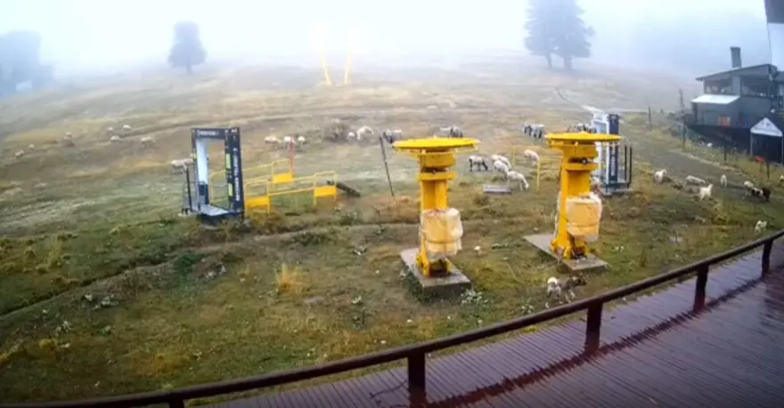 Uludağ'da kar beklenirken koyunlar pistlere indi 3 Uludağ'da kar beklenirken koyunlar pistlere indi 3