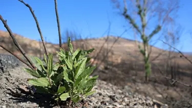 İzmir'deki orman yangınının ardından doğa yeniden canlanmaya başladı