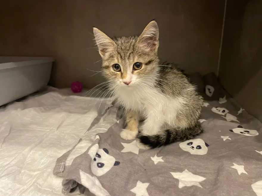 Bu kedi tavuk sesi çıkarıyor! 