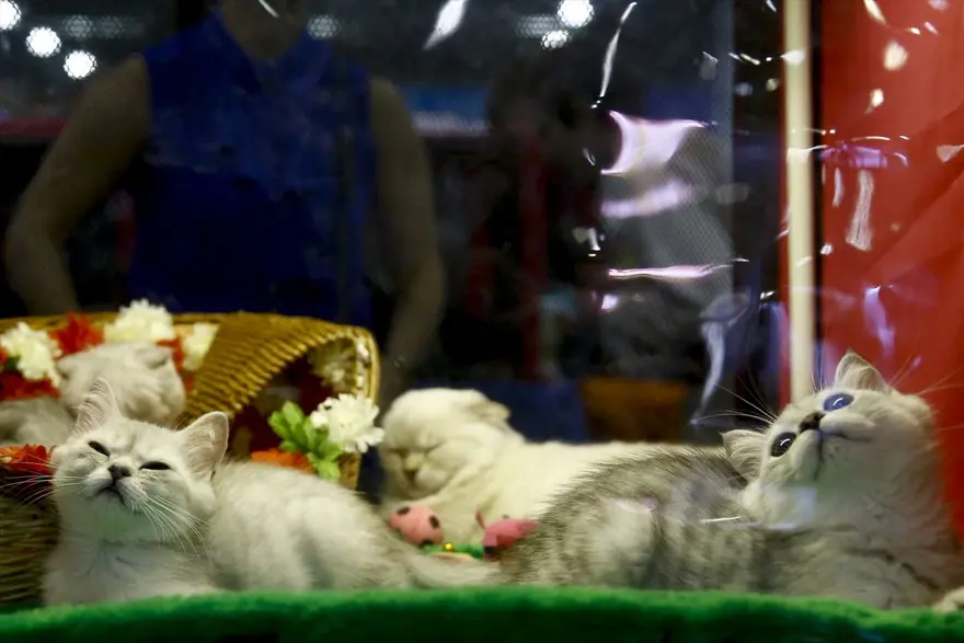 Kedi fuarından renkli fotoğraflar (Catsburg) 9