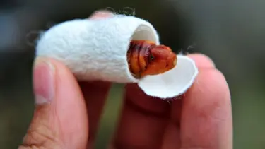 Evlerinde böcek yetiştirerek 5 bin lira kazandılar