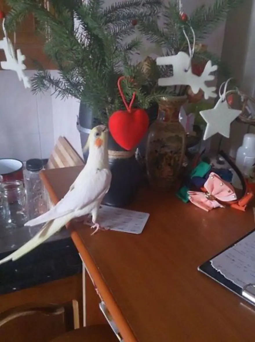 Hayvanların yılbaşı sendromu 1