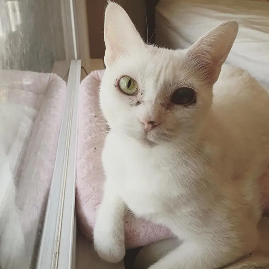 Hayatını kedileri kurtarmaya adadı 266