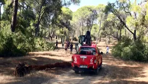 Manavgat'ta ormanı yakmaya çalışırken yakalandı