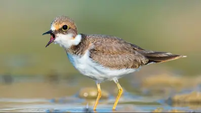 Antalya'da 220 kuş türü gözlemlendi