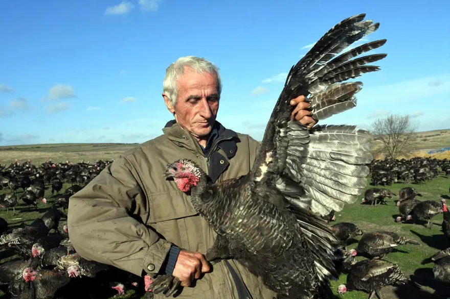 Yılbaşı hindileri satışa çıktı (Fiyatı kaç lira olacak?) 9