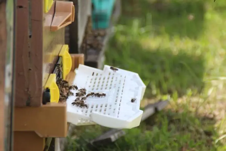 Anzer balında üretim sezonu açıldı 11