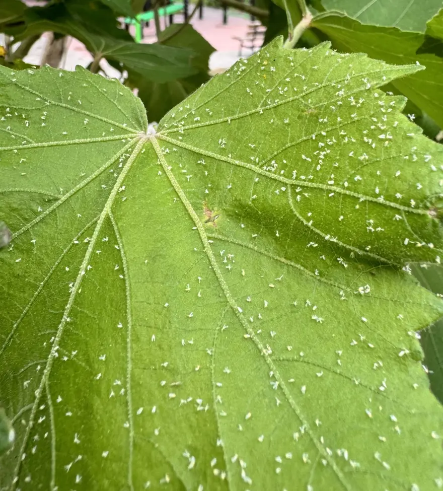 Kaşıntıdan duramıyorlar: Sıcak ve nem etkisiyle beyaz sineklerde artış 