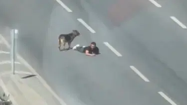 Yolun ortasında sürünerek ilerledi