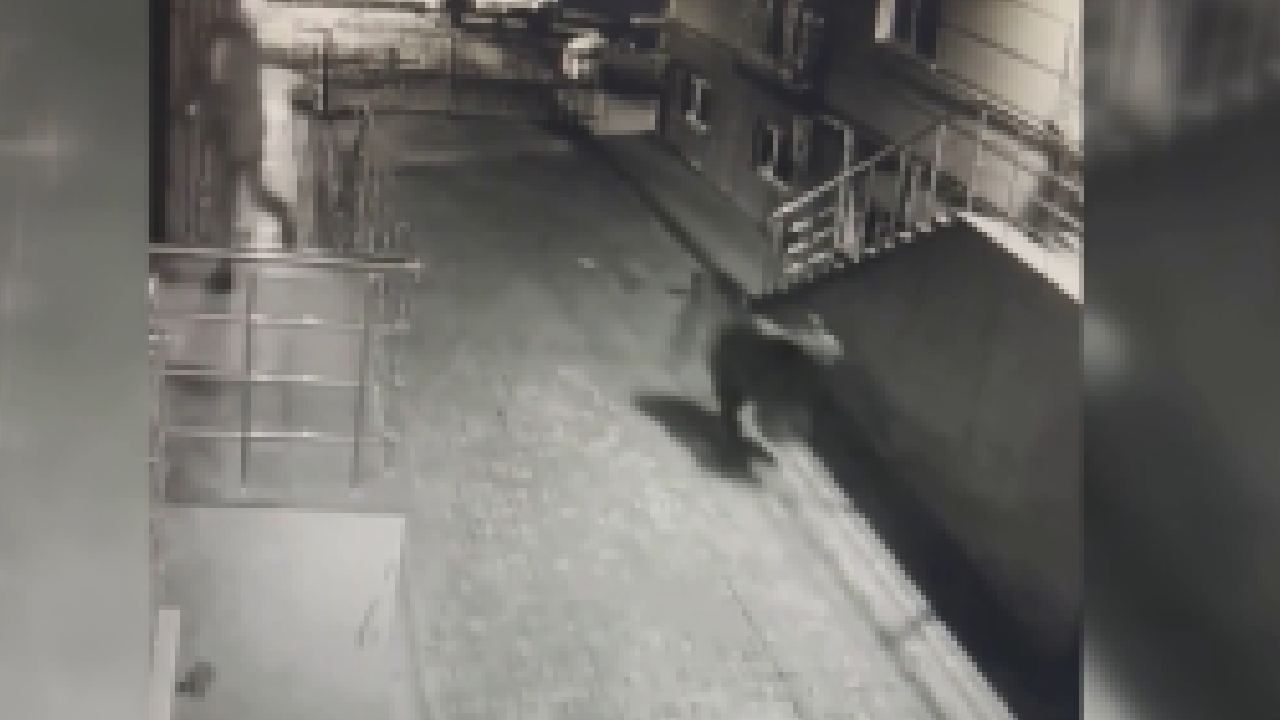 Kars'ta siteye giren ayı korkuttu