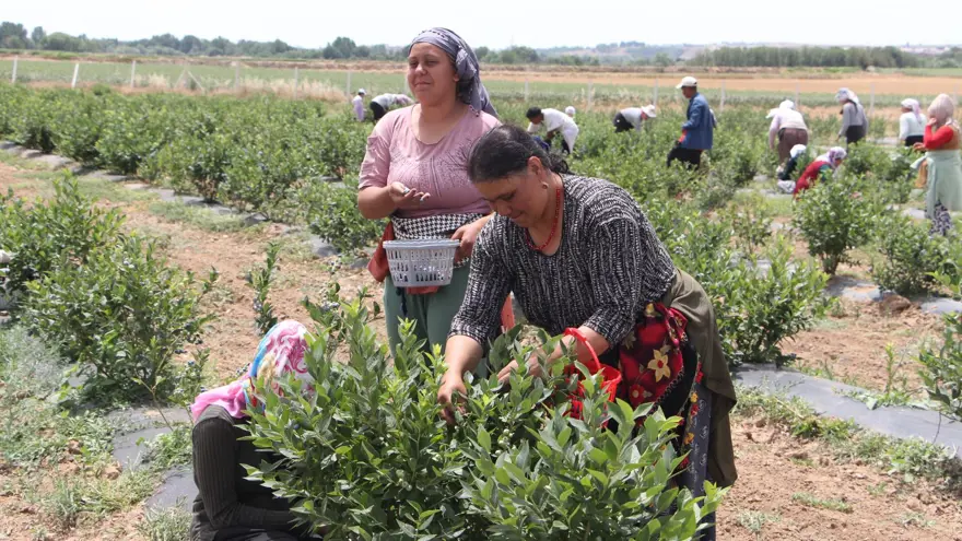 Kuzey Amerika'dan Türkiye'ye kadar yayıldı! Kilosu 230 liradan kapış kapış satılıyor, tıbbi değeri çok yüksek 13 Kuzey Amerika'dan Türkiye'ye kadar yayıldı! Kilosu 230 liradan kapış kapış satılıyor, tıbbi değeri çok yüksek 13
