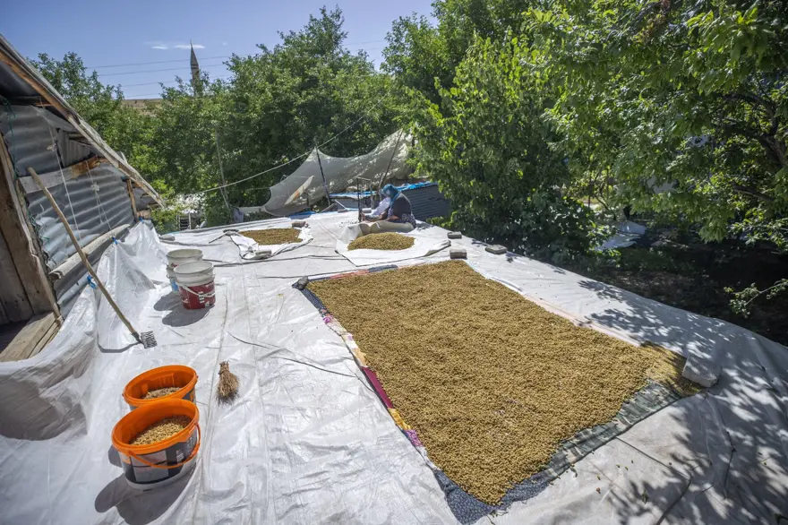 Coğrafi işaretli "Ulukale Dutu" geçim kaynağı oldu! Güneşin karşısında kurutuluyor, elekten geçirilerek hazırlanıyor 22