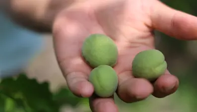 Kayısıyı bu sene de sis vurdu