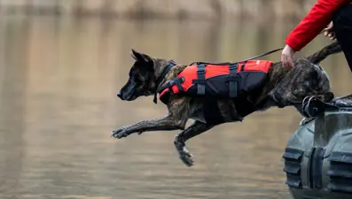 Jandarmanın sahadaki yardımcısı: Hassas burunlu kadavra köpekleri