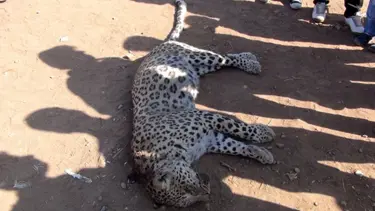 Leoparı öldüren çobana 434 lira ceza