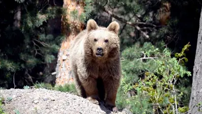 Slovakya'da acil durum kararı: 350 ayı avlanacak