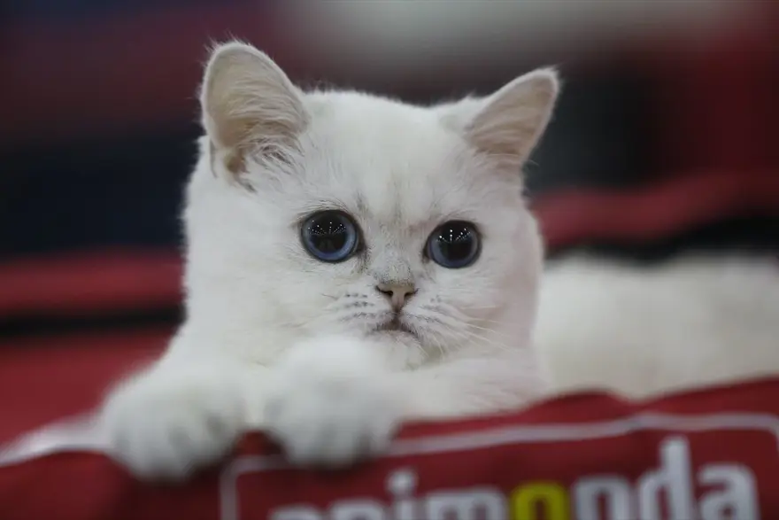 Kedi fuarından renkli fotoğraflar (Catsburg) 5