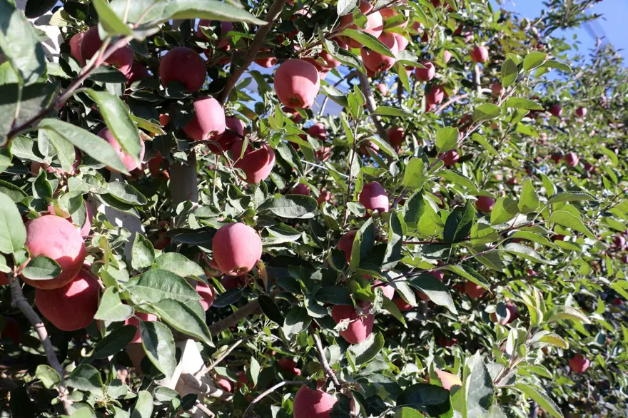 Üretici bu yıl zor sezon geçirdi: Rekolte beklentisi yüzde 40 azaldı 