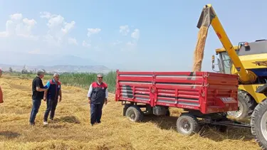 Denizli'de buğday hasadı başladı