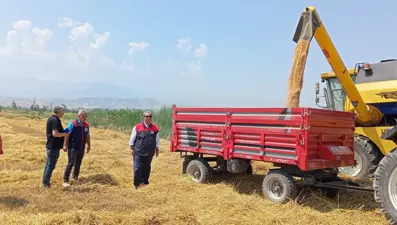 Denizli'de buğday hasadı başladı