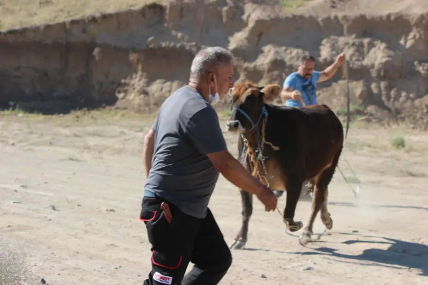 Kaçan dana ortalığı birbirine kattı: Gel kurban olduğum 12