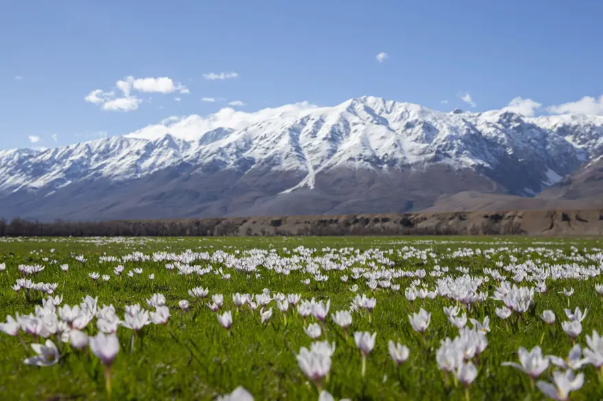 Tunceli'de baharın müjdecisi çiğdem ve nergisler çiçek açtı 11