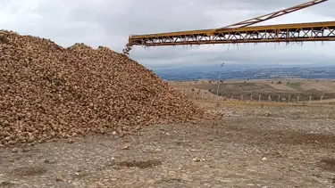 Samsun'da şeker pancarı hasadı başladı