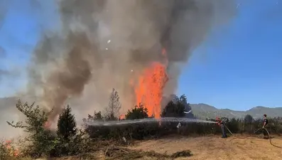 Balıkesir'de orman yangını: Kontrol altına alındı