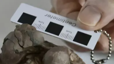 80 milyon yıllık dinozor yumurtları keşfedildi: "Tamamen sağlam"