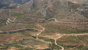 Küle dönen ormanlar yeniden can buluyor