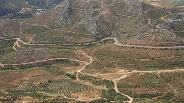 Küle dönen ormanlar yeniden can buluyor