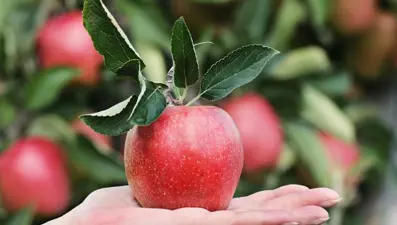 Hıdırellez yaklaşırken gündeme geldi: Elma kabuğu ritüeli nedir, nasıl yapılır?