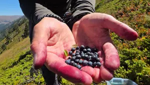 ''Likarpa'' adıyla da biliniyor: Doğanın şifa kaynağı, hücreleri koruyup yaşlanmayı geciktiriyor