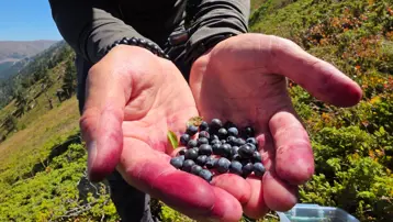 ''Likarpa'' adıyla da biliniyor: Doğanın şifa kaynağı, hücreleri koruyup yaşlanmayı geciktiriyor