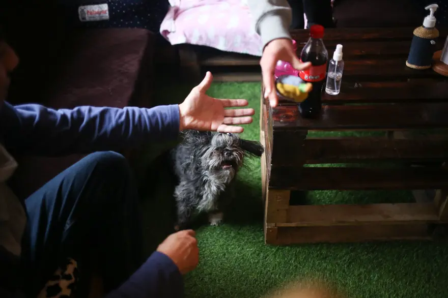Dünyanın ilk köpek restoranı Bolivya'da açıldı 5