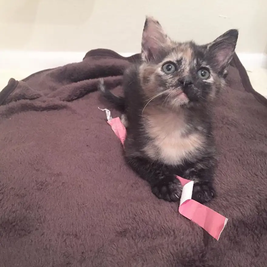 Hayatını kedileri kurtarmaya adadı 346