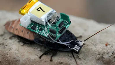 Siborg böcekler çağı geliyor: Hamamböceklerine kask takıldı