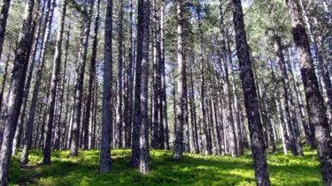 Muğla'da Orman İşletme Müdürü tutuklandı