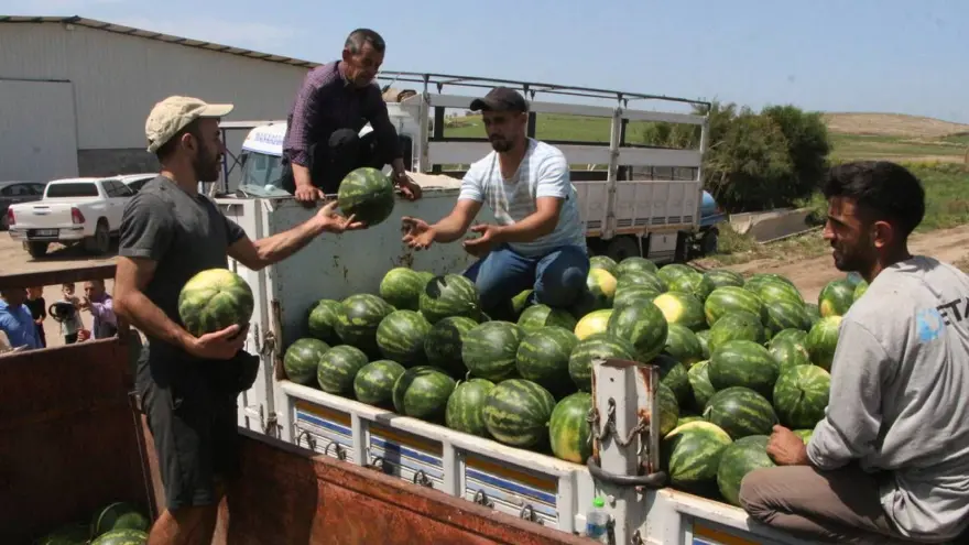 Adana'da hasadı hız kazandı, fiyatı düştü: Tarlada kilosu 5 TL 1