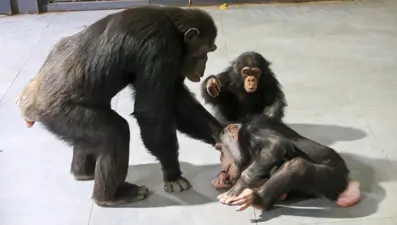 Şempanze Can yeni doğan kardeşi sayesinde annesiyle buluştu